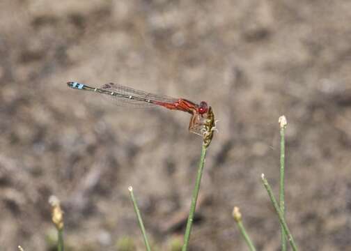 Image of Xanthagrion Selys 1876