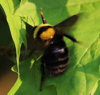 Слика од Bombus argillaceus (Scopoli 1763)