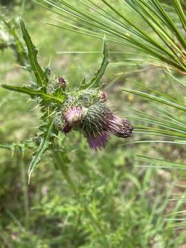 Image de Cirsium falconeri (Hook. fil.) Petr.