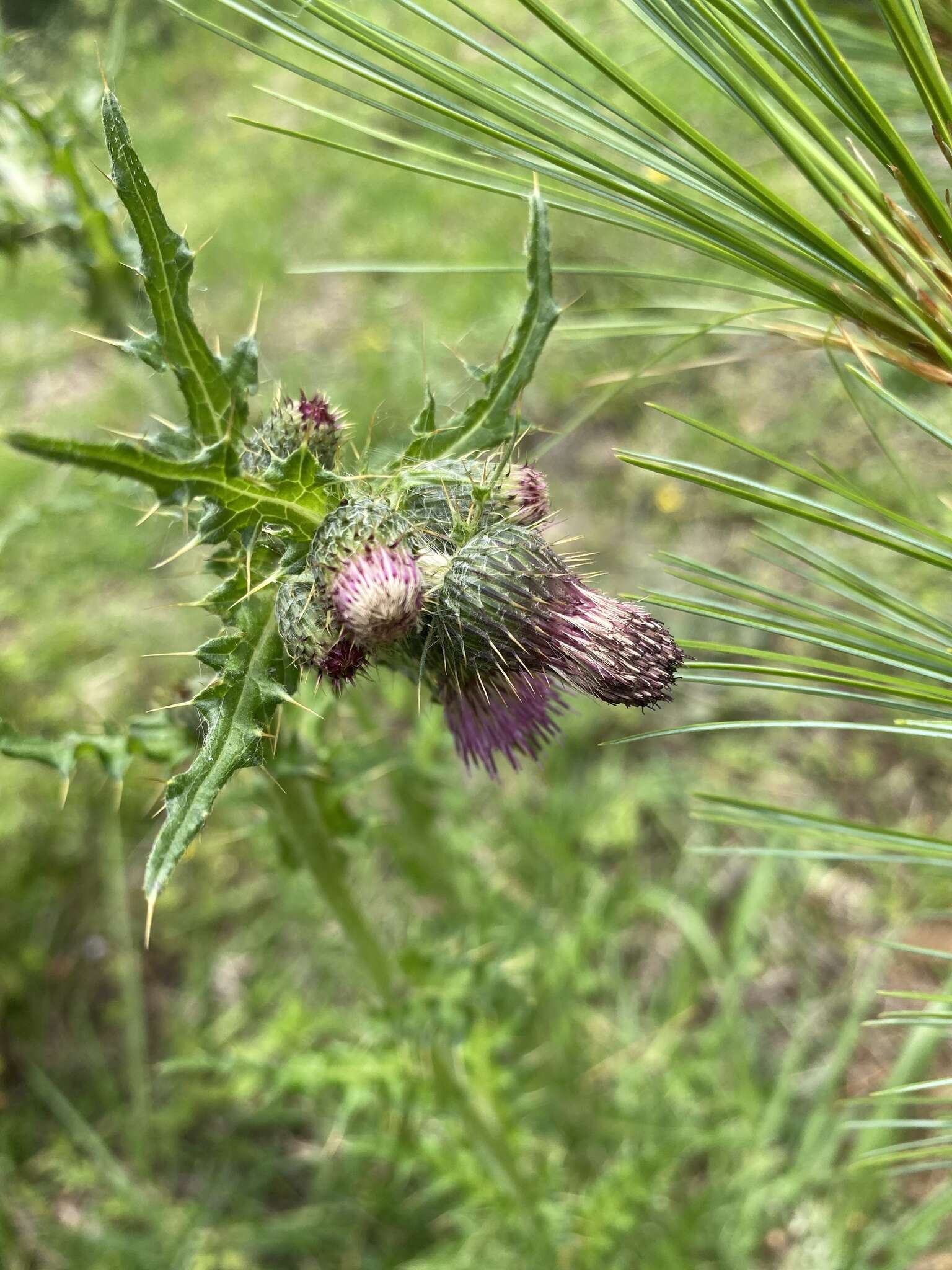 Cirsium falconeri (Hook. fil.) Petr. resmi