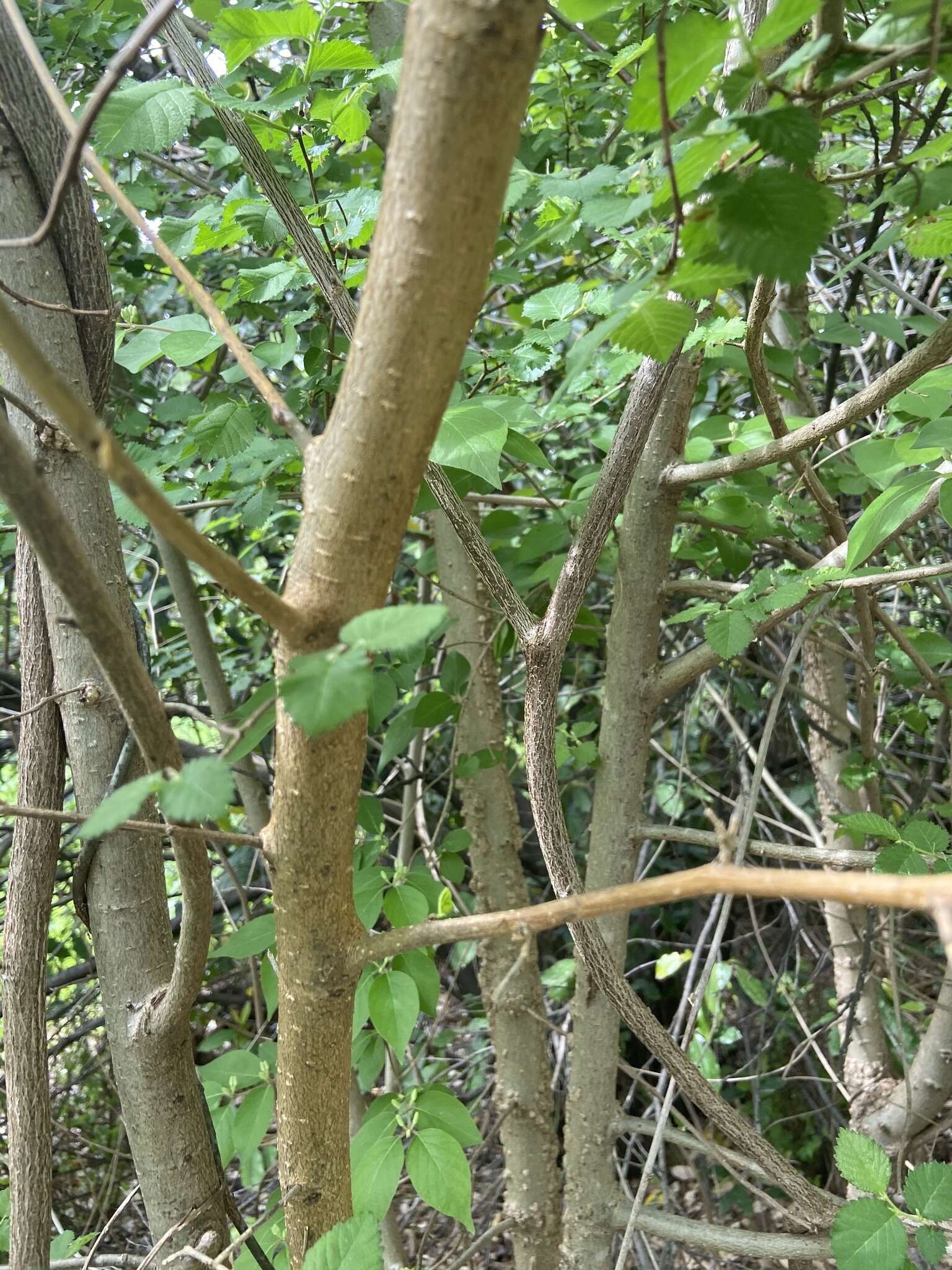 Image of Japanese wisteria