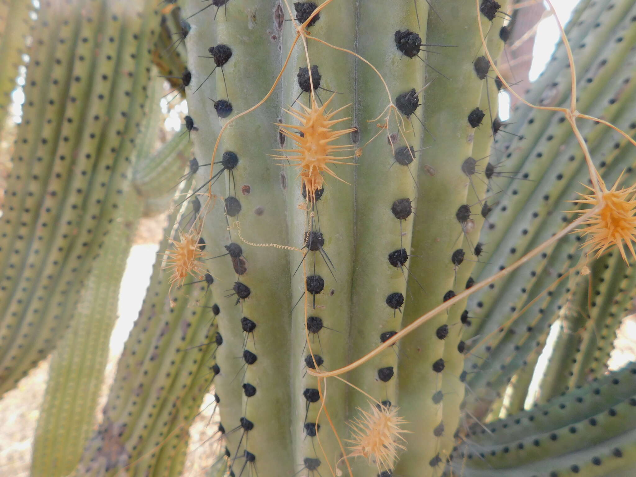 صورة Echinopepon minimus var. peninsularis (Gentry) Stocking