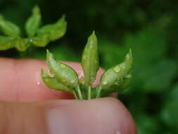 Image of Idaho goldthread