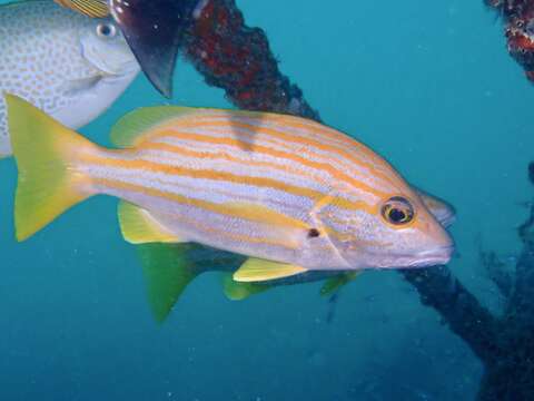 Image of Spanish flag snapper