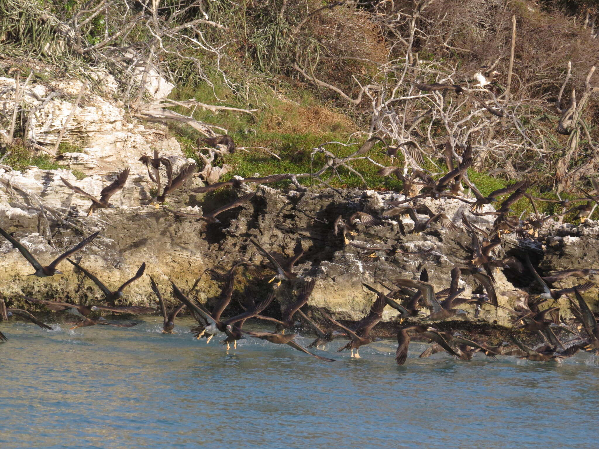 Image of Brown Booby