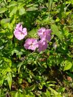 Image of Alabama phlox