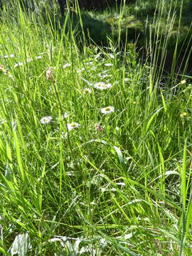 Image of large mountain fleabane