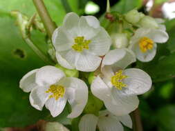 Image of Begonia longifolia Blume