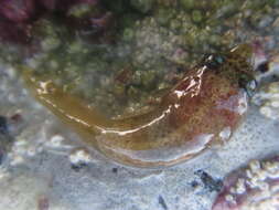 Image of Striped clingfish