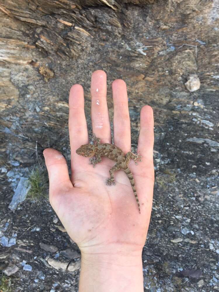 Image of Pachydactylus kladaroderma Branch, Bauer & Good 1996