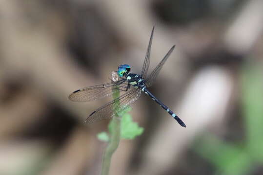 Слика од Tetrathemis leptoptera (Selys 1869)