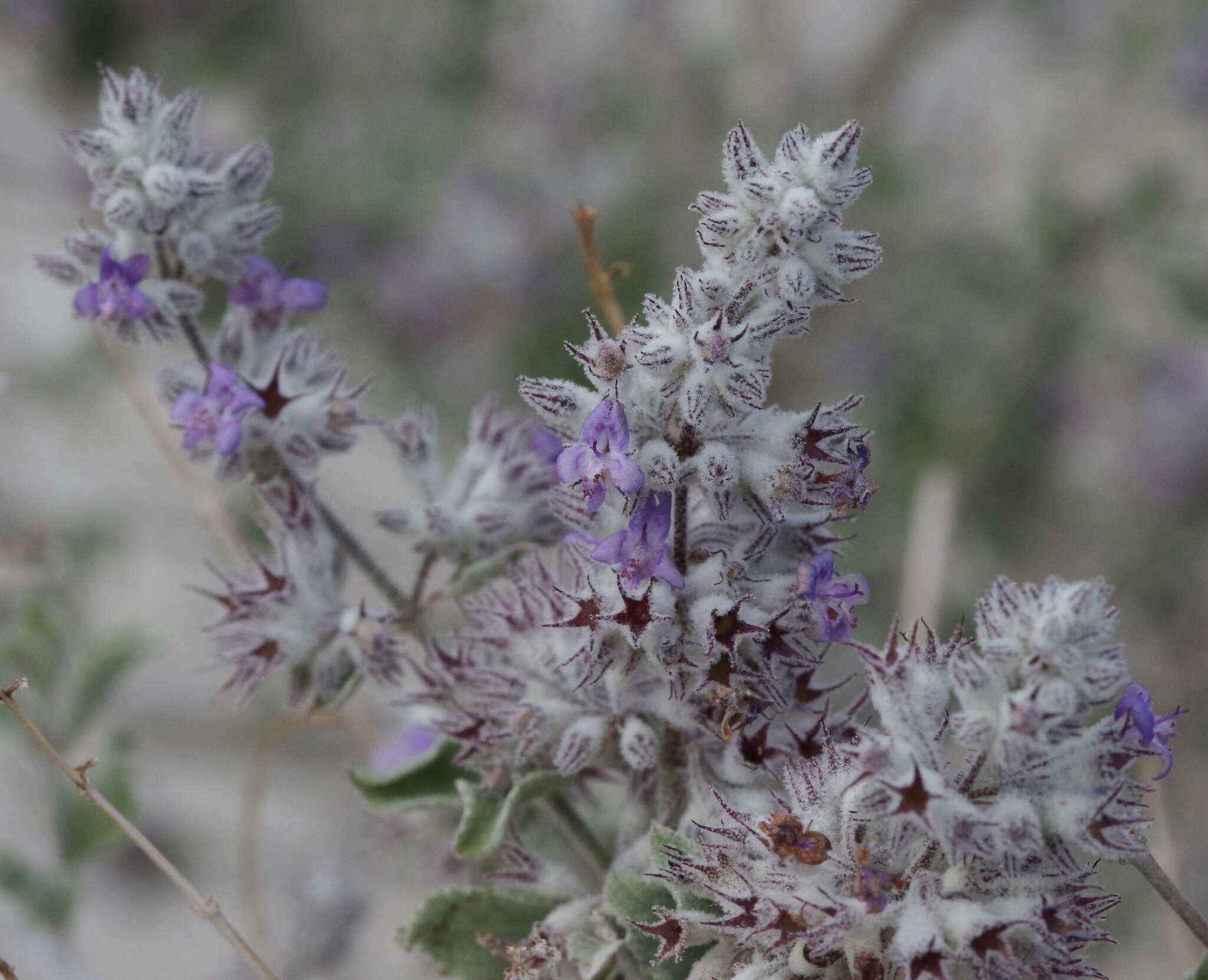 Image of desert lavender