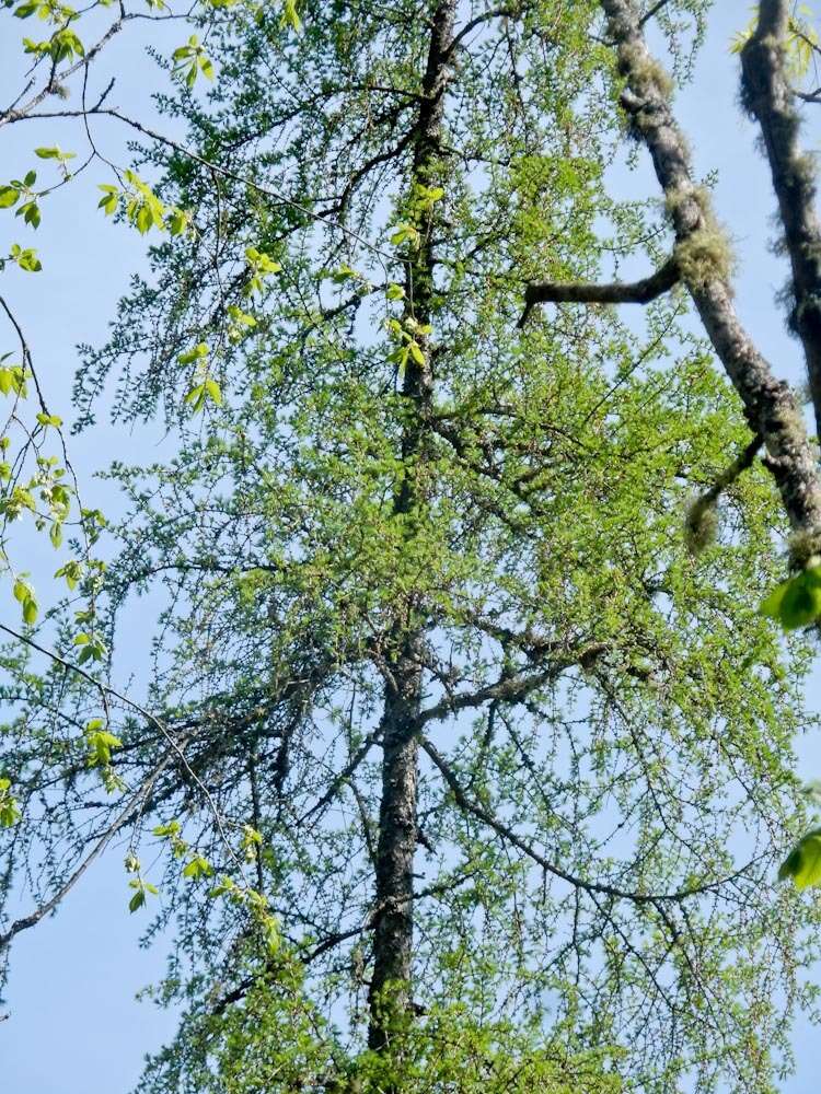 Image of American Larch