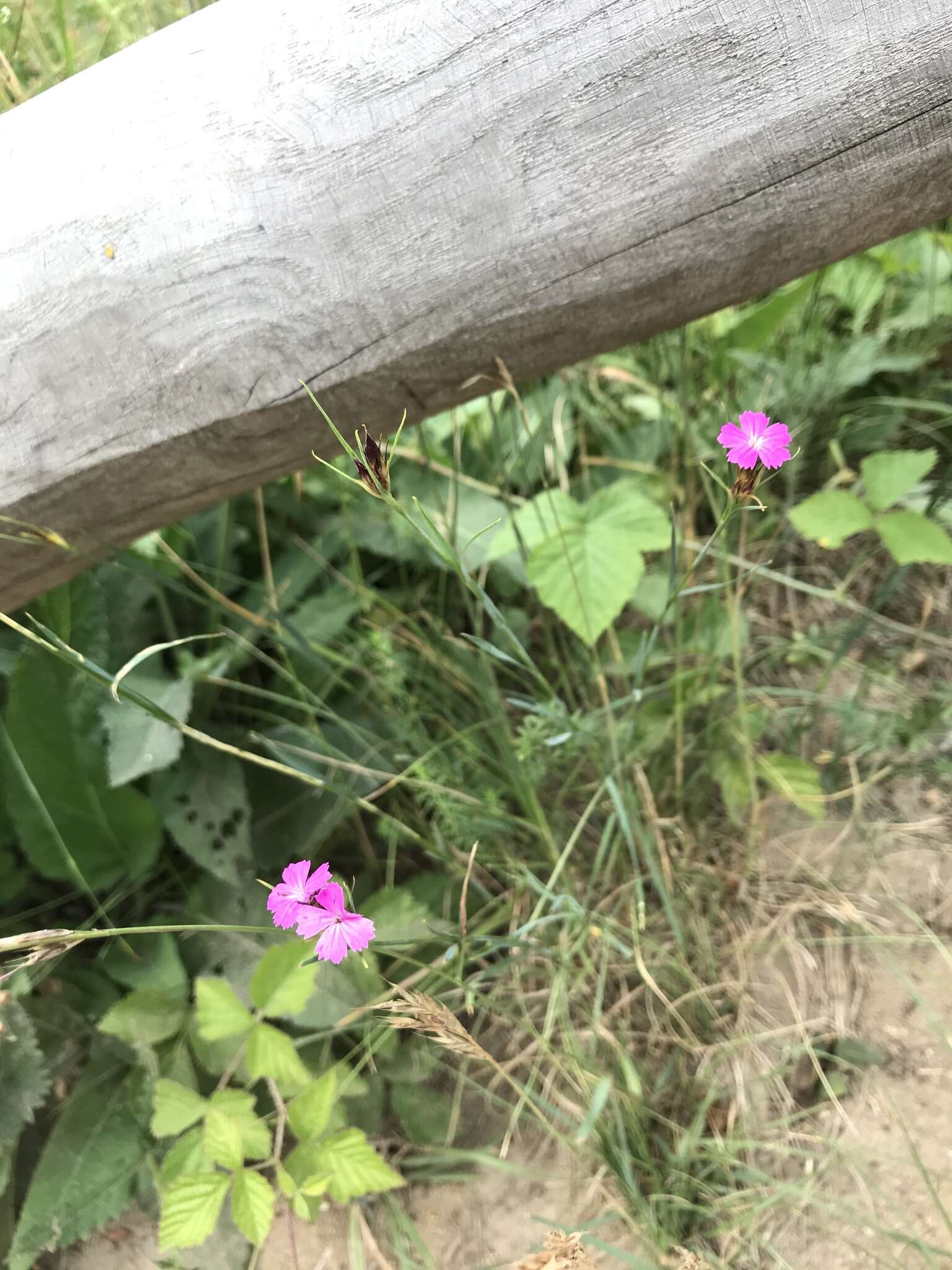 Слика од Dianthus deltoides L.