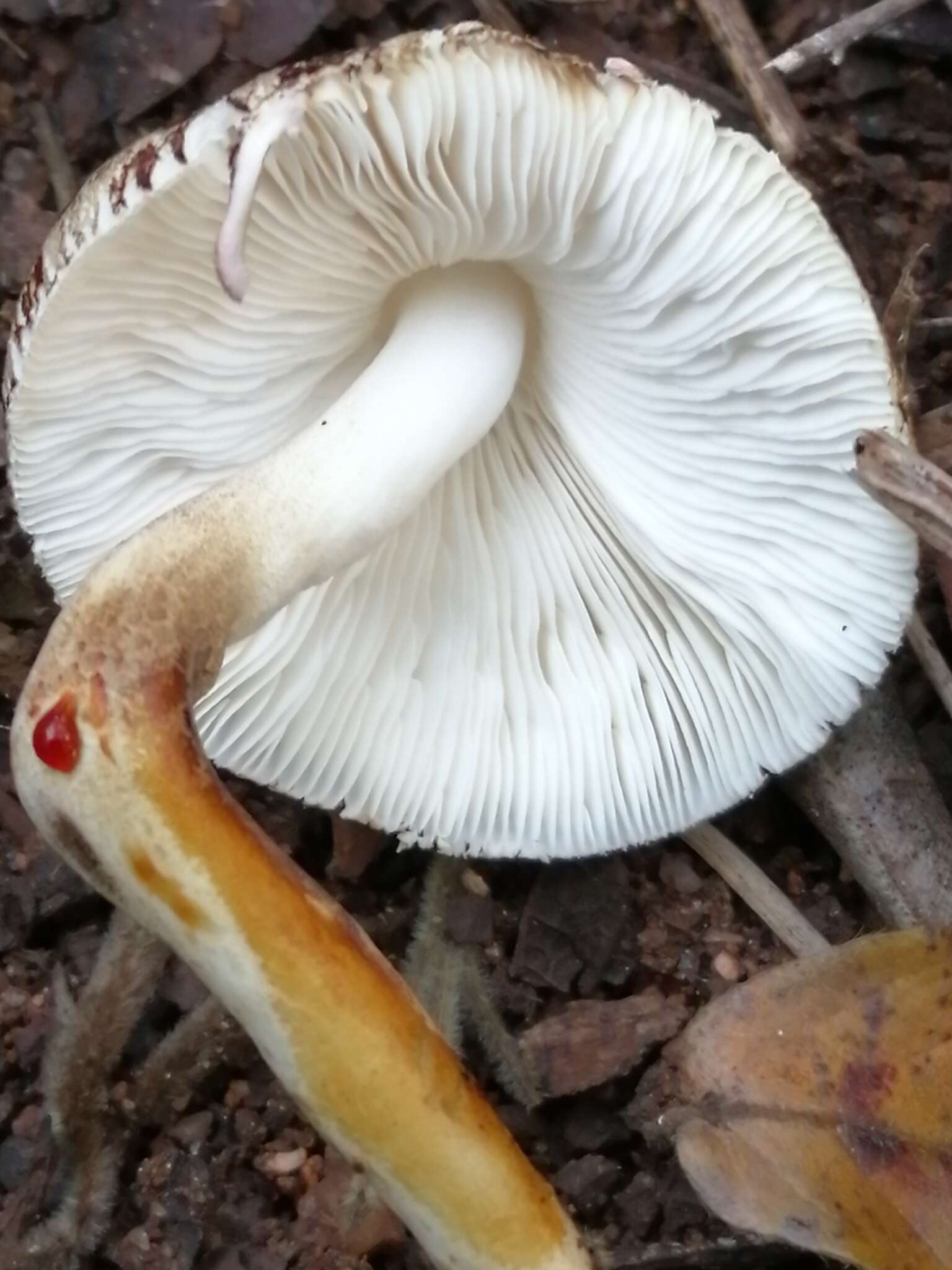 Image of Leucocoprinus badhamii (Berk. & Broome) Locq. 1943