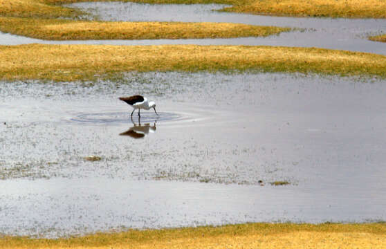 Image of Andean Avocet