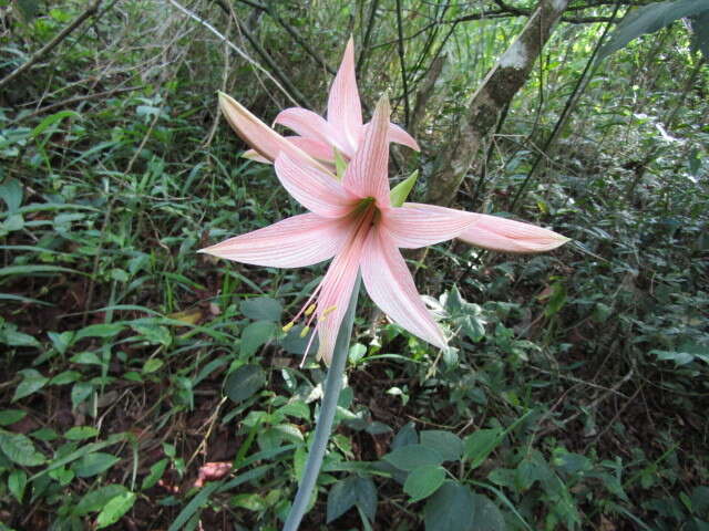 Слика од Hippeastrum stylosum Herb.