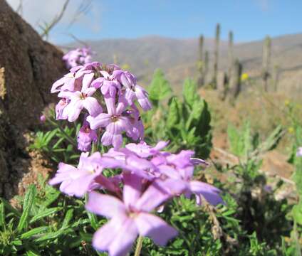 صورة Glandularia atacamensis (Reiche) J. M. Watson & A. E. Hoffm.