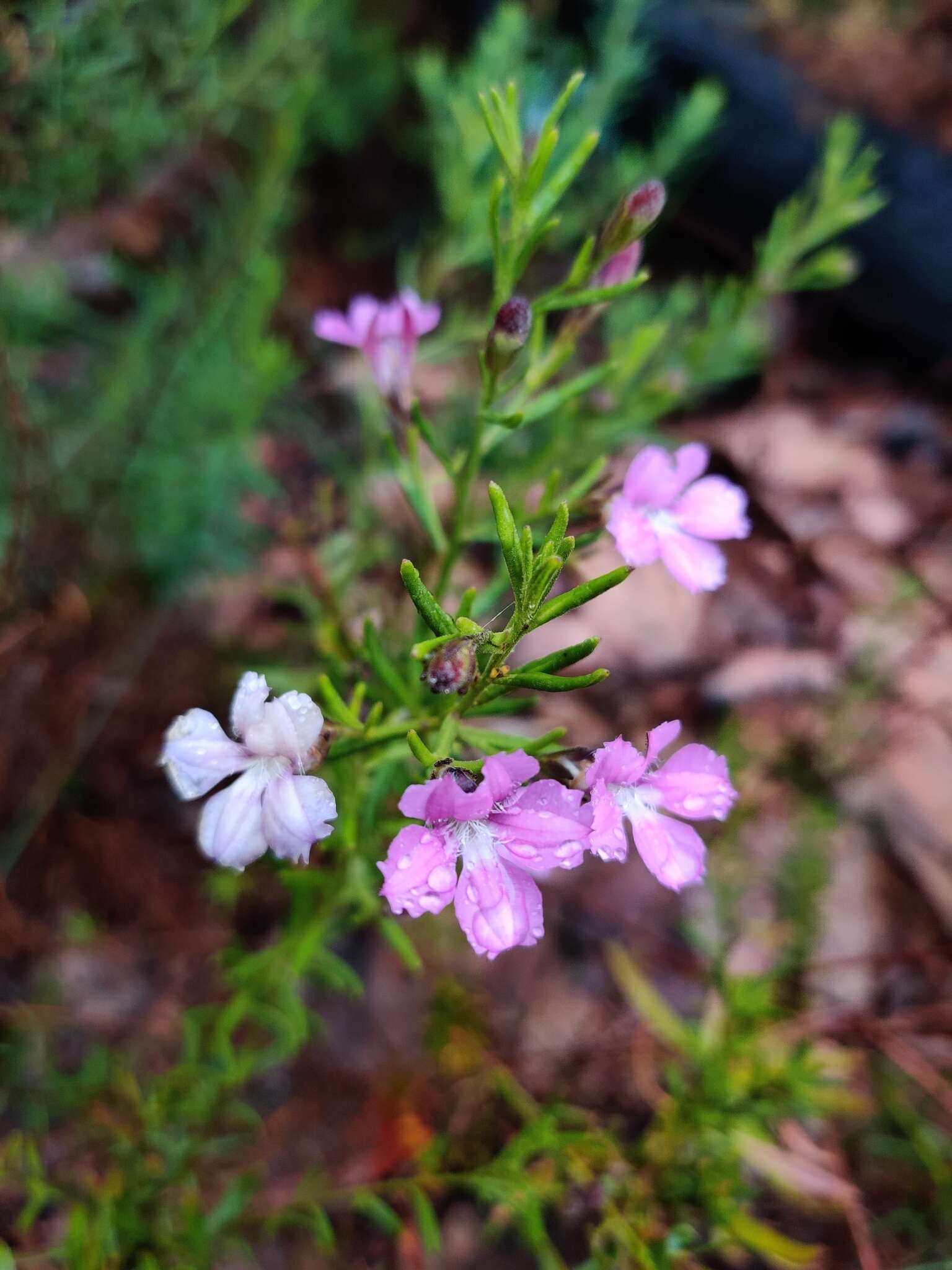 Image de Coopernookia barbata (R. Br.) Carolin