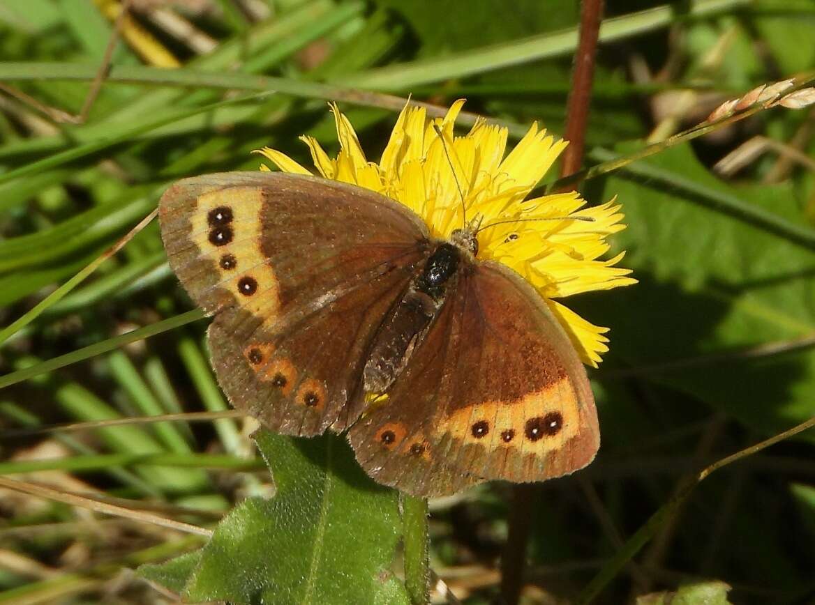 Image of Autumn Ringlet