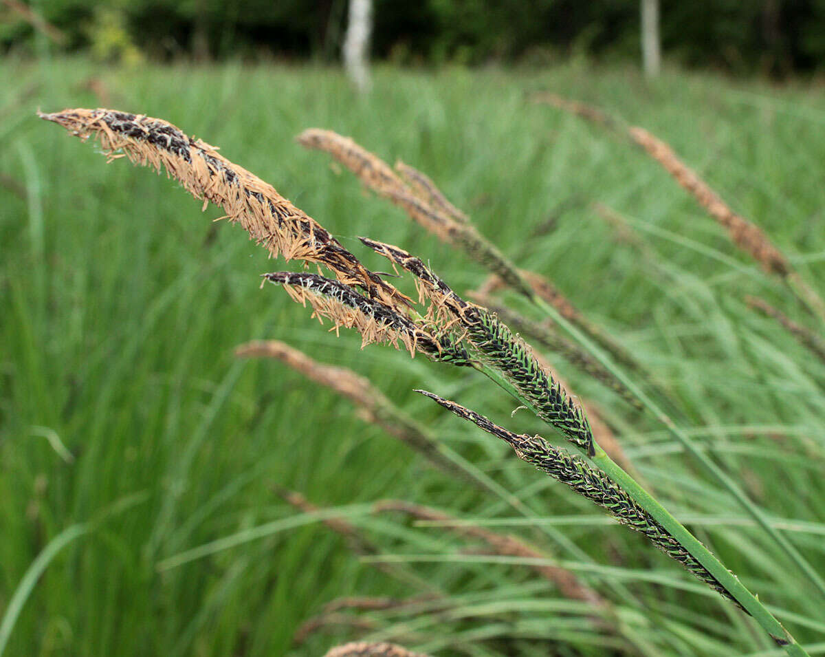 Image of Carex elata subsp. omskiana (Meinsh.) Jalas