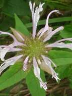 Image of eastern beebalm