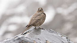 Image of Great Rosefinch