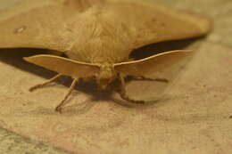 Image of grass eggar