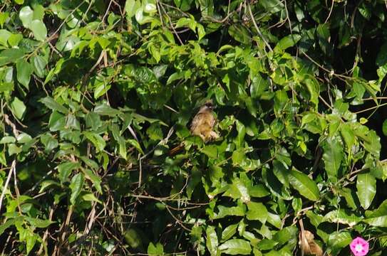 Colius striatus rhodesiae Grant, Chb & Mackworth-Praed 1938 resmi