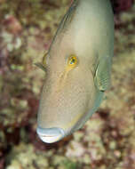 Image of Bridle Triggerfish