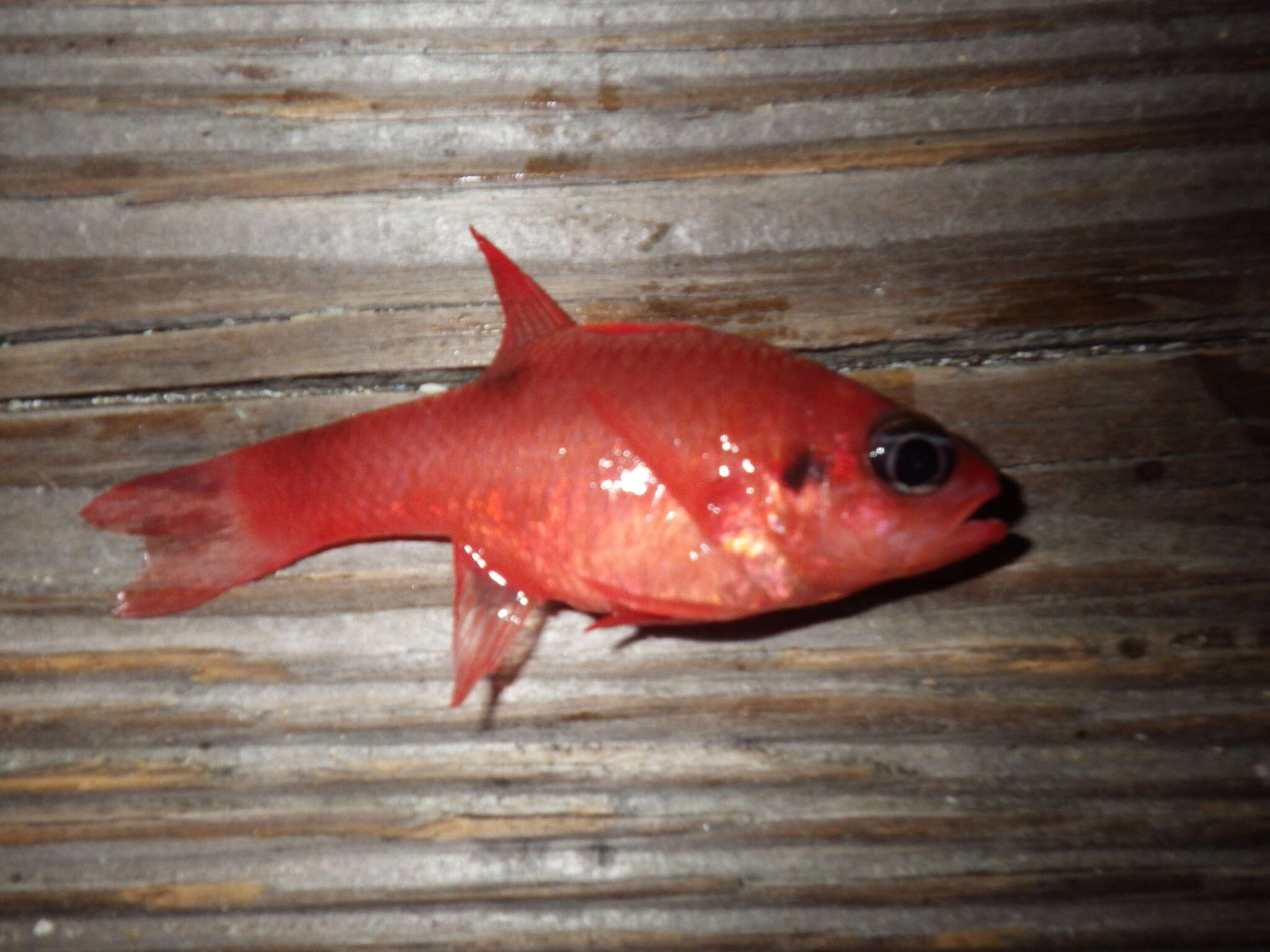 Image of Flamefish