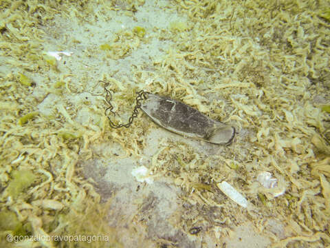 Image of Narrowmouth Catshark