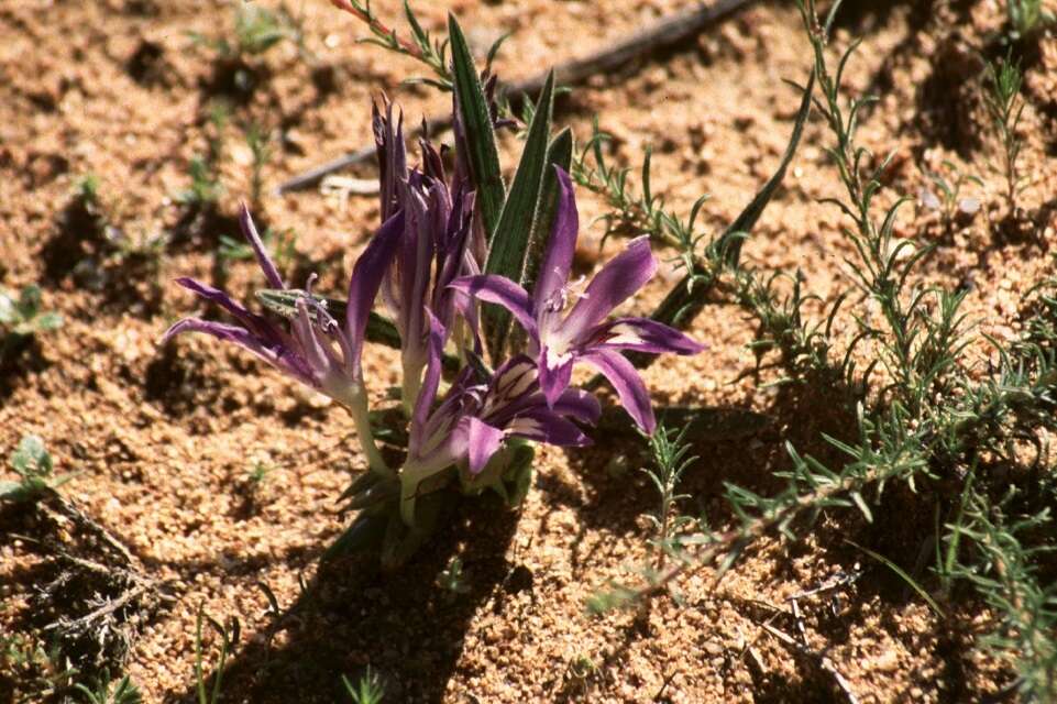 Image of Babiana curviscapa G. J. Lewis