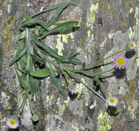 Image of Erigeron major (Boiss.) Vierh.