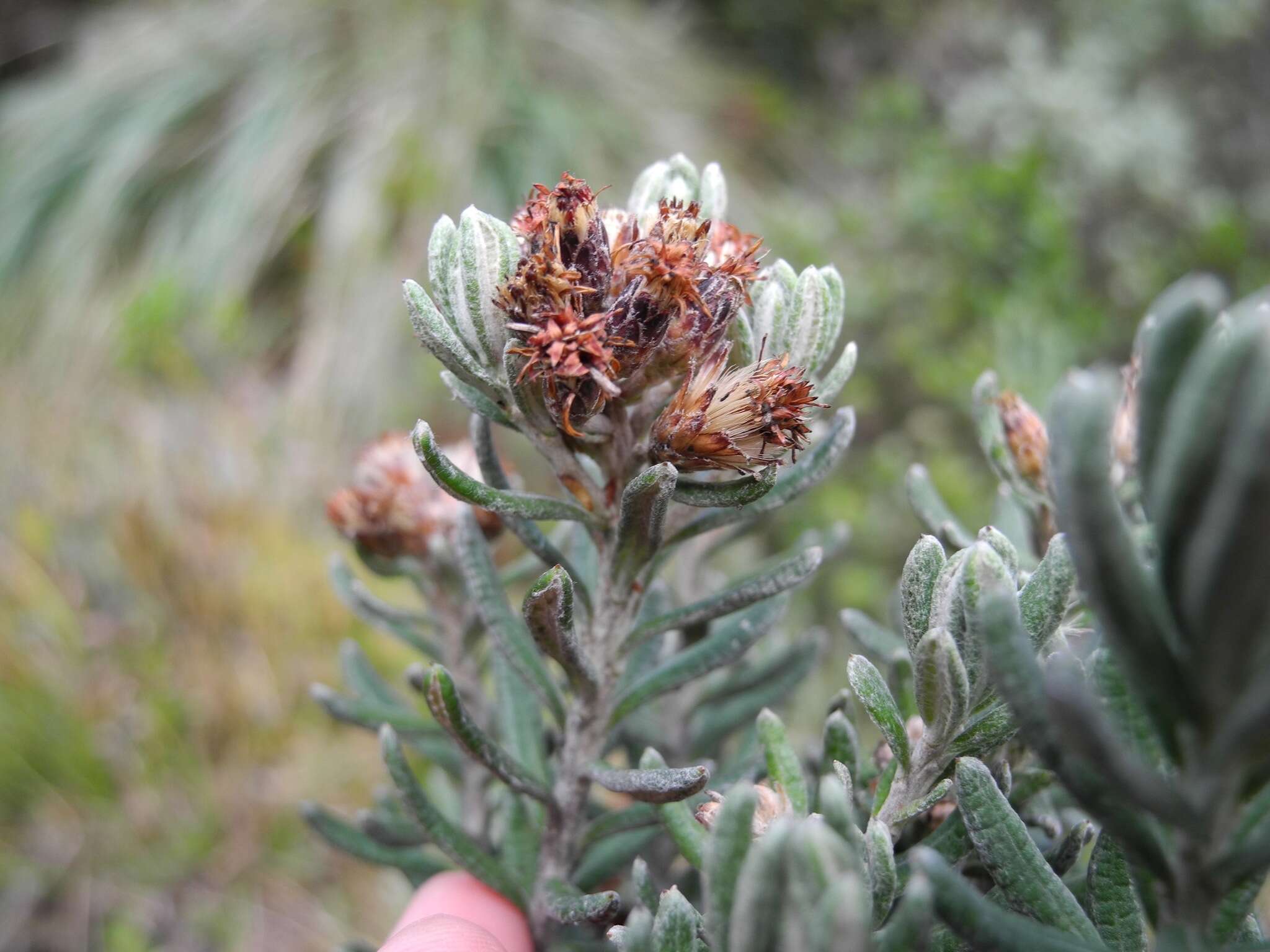 Image of Linochilus violaceus