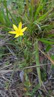 Image of fringed yellow star-grass