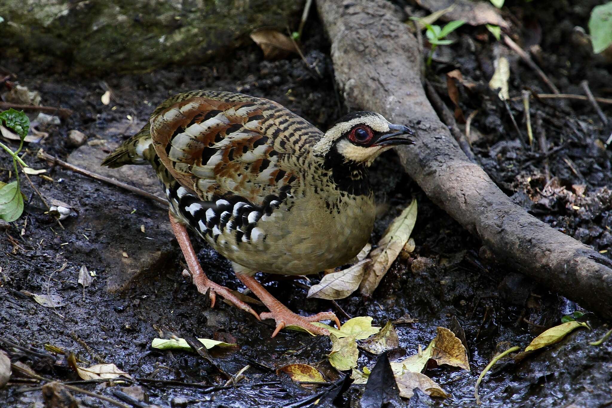 Image of Bar-backed Hill Partridge