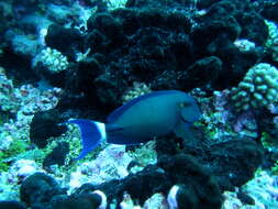 Image of Blue-banded Pualu