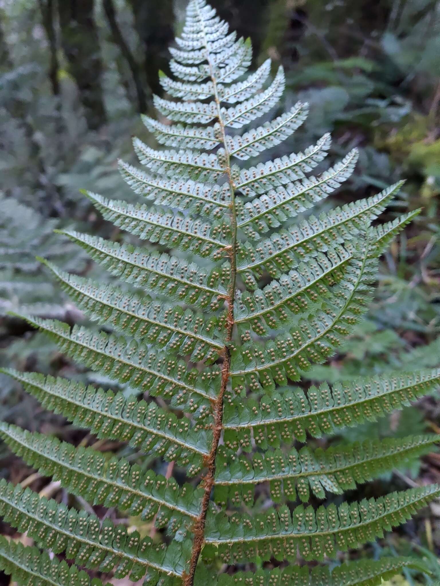 Polystichum mucronifolium (Bl.) Nayar & Kaur resmi