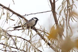 Image of Parus major bokharensis Lichtenstein & Mhk 1823