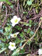 Plancia ëd Saxifraga androsacea L.