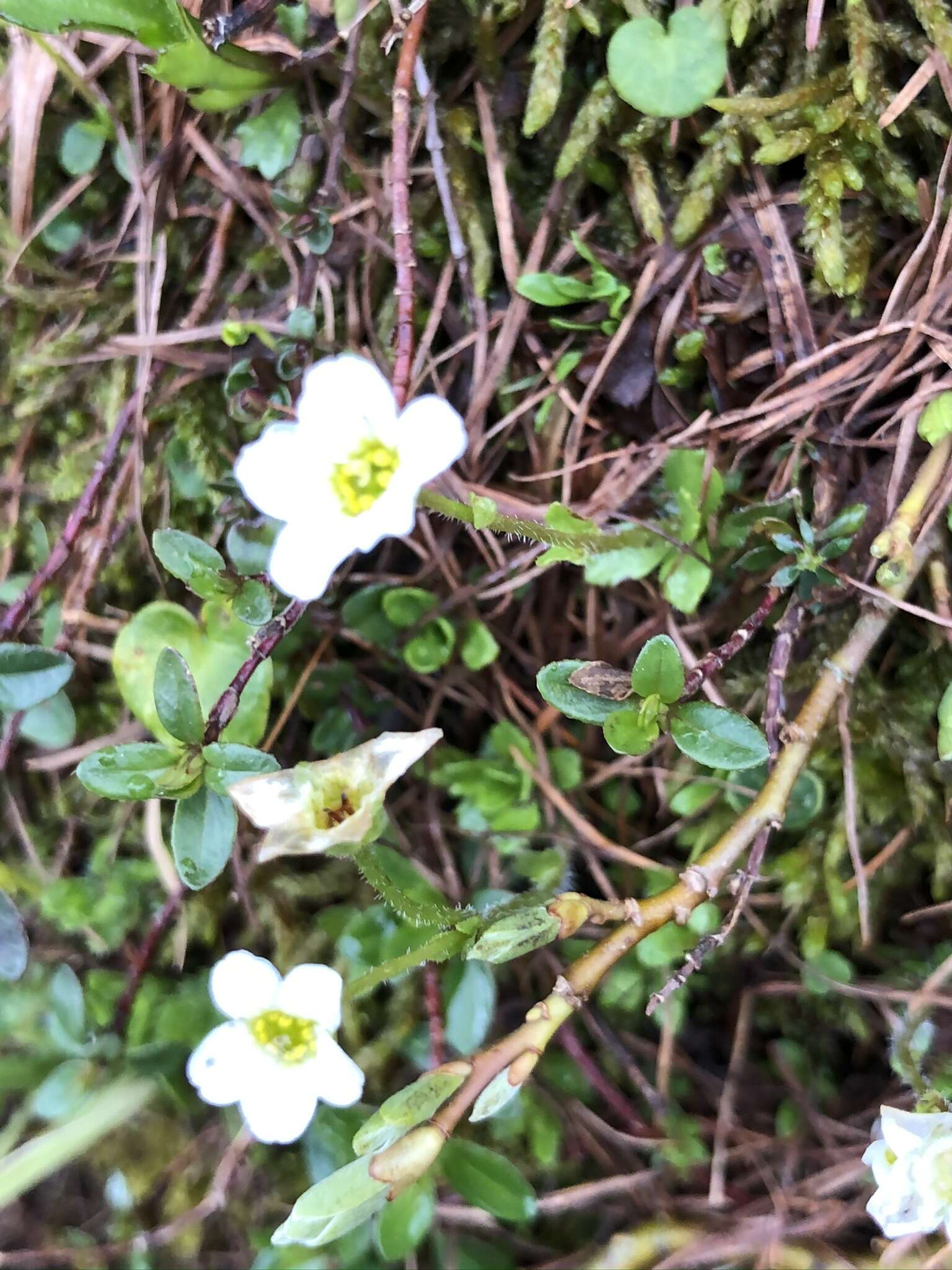 Sivun Saxifraga androsacea L. kuva