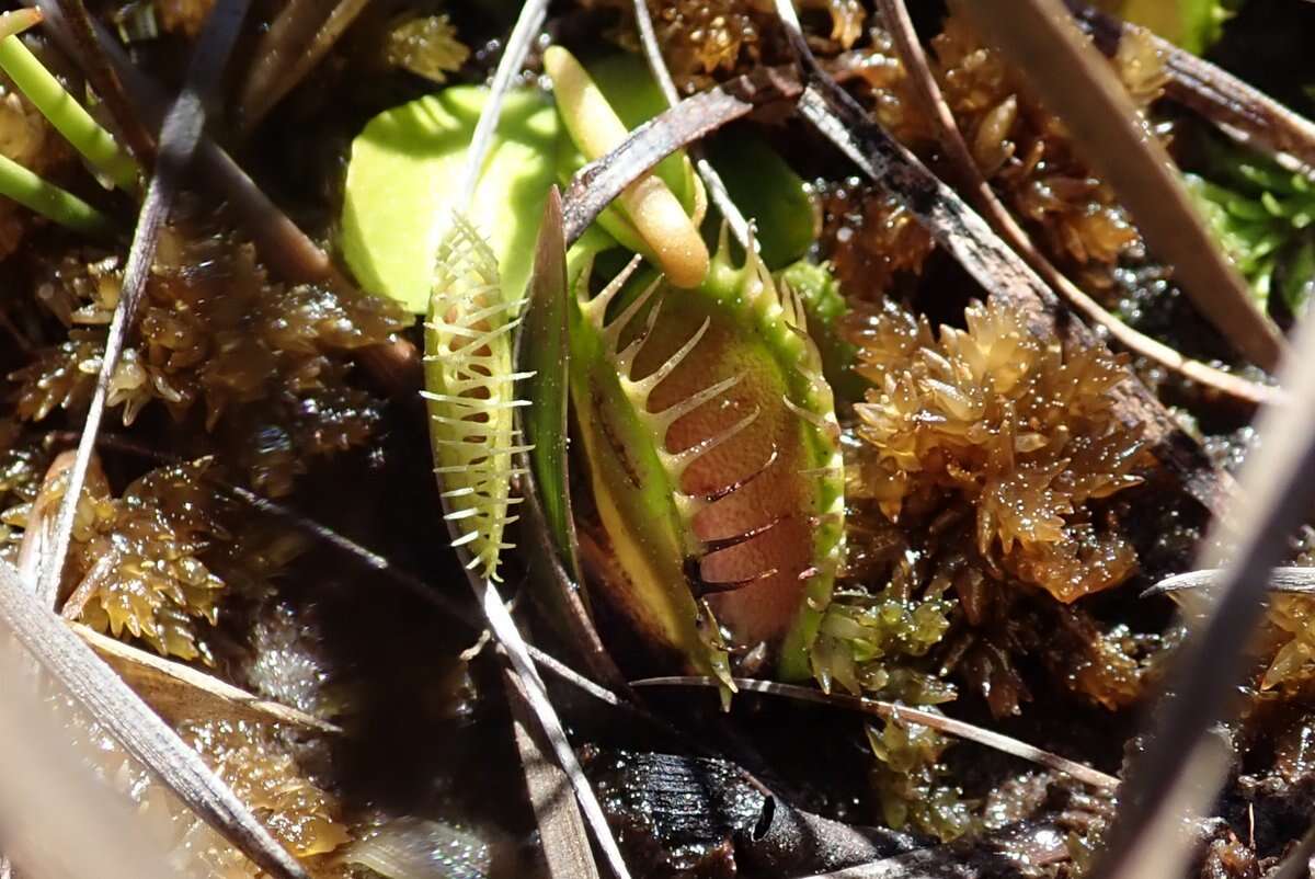 Image of Dionaea