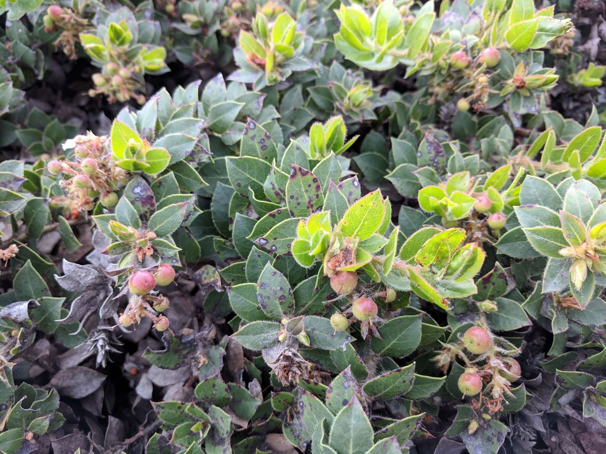 Image of San Bruno Mountain manzanita