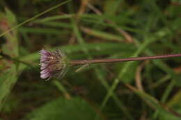 Image of Erigeron eriocalyx (Ledeb.) Vierhapper