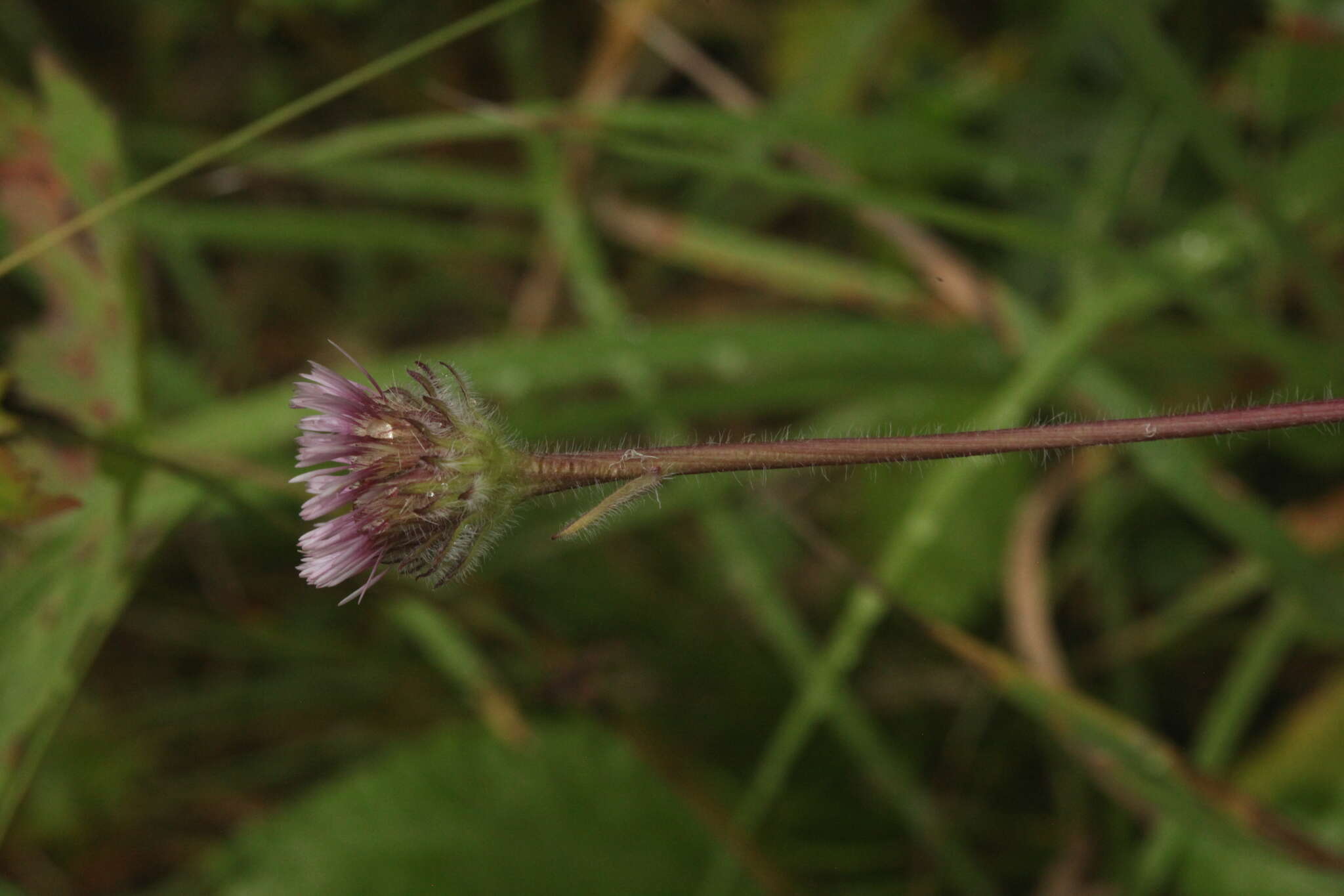 Image of Erigeron eriocalyx (Ledeb.) Vierhapper