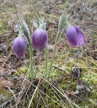 Image of Eastern Pasque Flower