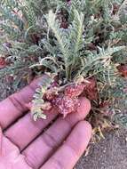 Image of freckled milkvetch