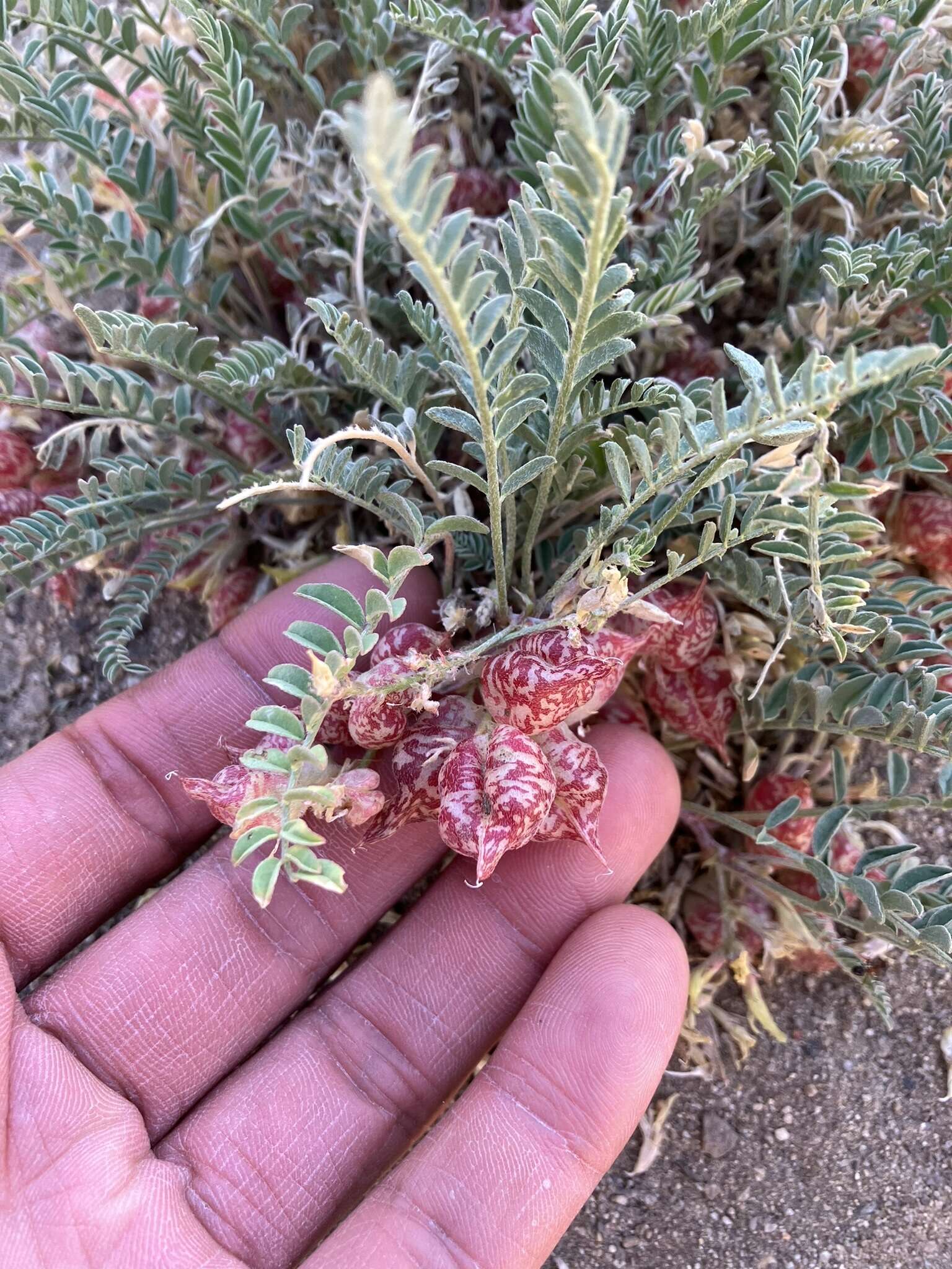 Image of freckled milkvetch