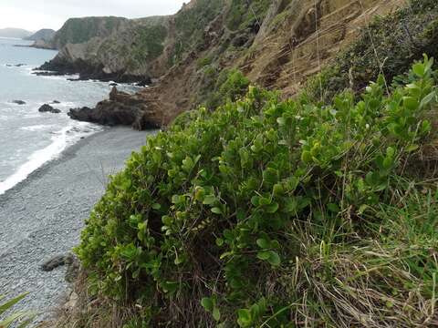 Image of Melicytus venosus Courtney, Heenan, Molloy & de Lange